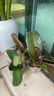 【蘭花】蘭花苗墨蘭花苗花苗墨蘭花企黑蘭室內(nèi)外庭院花卉盆栽h 墨蘭八苗連體 原盆原土 曬單實(shí)拍圖