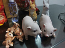 慧祥 創(chuàng  )意客廳桌面招財可愛(ài)仿真小動(dòng)物小豬擺件仿真豬工藝品裝飾擺件 17厘米粉豬一對 曬單實(shí)拍圖