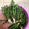 蒲公英新鮮的現(xiàn)挖山野菜婆婆丁花嫩葉草苗東北蘸醬菜純野生菜苦菜 4斤超值裝 曬單實拍圖