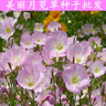 美麗月見(jiàn)草種子月莧草花種子多年生宿根春秋播種草花種子耐寒花籽簡(jiǎn)雪 美麗月見(jiàn)草種子1斤 曬單實(shí)拍圖