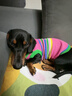 MIKI PAD狗狗衣服春秋條紋針織背心貓咪衣服小型犬夏天透氣比熊泰迪雪納瑞 彩虹條紋毛衣 M 胸圍38cm(參考體重7-10斤) 曬單實拍圖