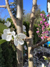 別墅耐寒玉蘭花樹苗庭院花園入戶門綠化景觀樹吉祥樹花香濃帶花苞 粉玉蘭桿粗5公分 201cm(含)-230cm(含) 曬單實(shí)拍圖