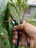 JCZS德國精工sk5園林剪修枝專用剪刀果樹修枝剪粗枝花卉園藝剪刀家用 8寸園林剪(送收納包+彈簧) 曬單實拍圖