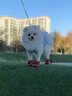 悠梵萌寵物狗狗軟底鞋比熊博美小型犬室內鞋加厚貴賓鞋狗狗防滑鞋3號 曬單實(shí)拍圖