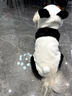 阿莫爾狗狗衣服秋冬款熊貓寶寶外套泰迪比熊博美加厚保暖貓咪可愛(ài)四腳衣 黑白熊貓 S 建議3-5斤 參考胸圍背長(cháng) 曬單實(shí)拍圖