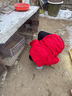 雪中飛羽絨服可拆帽男士短款鴨絨冬季時(shí)尚休閑中青年百搭外套新年戰袍 紅色 3XL (190) 曬單實(shí)拍圖