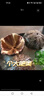 潮海堂海膽鮮活活凍即食馬糞海膽1000g蒸蛋刺身材料日料海膽聚餐送禮 活凍馬糞超大海膽1000g(3-4個(gè)） 曬單實(shí)拍圖