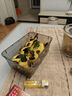 rep-shopRepShop 杜比亞守宮鬃獅飼料龍魚(yú)活餌高蛋白營(yíng)養超蟋蟀櫻桃可繁殖 2.0-2.5CM（100只）買(mǎi)3送1 曬單實(shí)拍圖