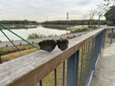 歐克利Oakley9313變色騎行眼鏡戶(hù)外跑步無(wú)框超輕運動(dòng)太陽(yáng)鏡EVzero 黑腿偏光譜銳智黑鏡片（雙鼻托） 曬單實(shí)拍圖