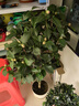 沭之美蟹爪蘭盆栽客廳綠植盆栽植物   蟹爪蘭（紅色）不含盆 源頭直發(fā) 曬單實(shí)拍圖
