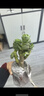 中夢(mèng)綠植室內花卉盆栽辦公室桌面擺件小盆景植物發(fā)財樹(shù) 金錢(qián)木+四方泡泡盆 曬單實(shí)拍圖