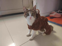 狗狗衣服秋冬加厚保暖棉衣貴賓泰迪比熊博美小型犬寵物貓咪四腳衣 咖色小熊 XS 建議1-3斤 具體參考尺碼表 曬單實拍圖
