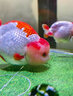 yuanyiba室內全光譜植物補光燈生長(cháng)燈多肉魚(yú)缸客廳專(zhuān)用補光綠植仿太陽(yáng)光燈 高1.7米/全光譜50w/配備智能定時(shí)開(kāi)關(guān) 曬單實(shí)拍圖