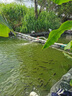 宿尚太陽能水泵24v大功率魚池假山流水循環(huán)抽水泵大型自動上水泵潛水 250W50mm太陽能水泵 曬太陽工作 曬單實拍圖