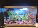 大禹德邦魚(yú)缸水族箱客廳家用辦公室造景玻璃小魚(yú)缸小型生態(tài)桌面迷你魚(yú)缸   北歐風(fēng)生態(tài)小魚(yú)缸豪華套裝 曬單實(shí)拍圖