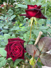 京悠雨黑巴克玫瑰花苗月季花苗四季開(kāi)花帶花苞盆栽老樁樹(shù)苗玫瑰花種花卉 【云南老樁】黑巴克3顆 曬單實(shí)拍圖