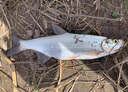 廠家直銷美國火線釣魚線主線子線pe線優(yōu)質(zhì)原絲超強拉力耐磨魚線 火線100米 0.4 曬單實拍圖