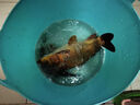 佳釣尼（JIADIAONI）成品線(xiàn)組魚(yú)線(xiàn)套裝進(jìn)口臺釣魚(yú)線(xiàn)全套綁好主線(xiàn)線(xiàn)組套裝漁具用品 6.3m強勁拉力 子線(xiàn)夾【1卷裝】 2.0號 曬單實(shí)拍圖