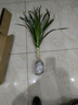 龍須樹(shù)龍須鐵龍血樹(shù)多頭花卉盆栽室內客廳大型綠植花卉開(kāi)業(yè)送禮 龍須樹(shù)高度80-90厘米1顆不帶盆 曬單實(shí)拍圖