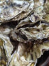 尚致生蠔鮮活特大海蠣子牡蠣帶箱新鮮牡蠣肉 生鮮貝類 2XL凈重4斤【15-18個】嘗鮮裝 曬單實拍圖