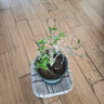 百芳緣三角梅樹(shù)苗花卉四季開(kāi)花重瓣綠化攀緣植物盆景精品盆栽地栽葉子花 紫姑 6年苗枝葉茂盛推薦購買(mǎi) 曬單實(shí)拍圖