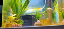 光彩年華印度小竹節竹節草水草植物魚(yú)缸水族箱造景綠菊蜈蚣草水榕活體真草 30多支竹節草 帶瓷環(huán) 曬單實(shí)拍圖