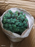 晨際薄雪萬(wàn)年草中華景天黃金佛甲草垂盆草四季常青屋頂綠化苗多肉植物 中華景天1盆杯苗【原盆】 不含盆 曬單實(shí)拍圖