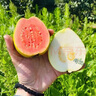 南步福建紅心芭樂【順豐速發(fā)】白番石榴5斤軟糯奶油石榴新鮮巴樂水果 紅白芭樂 5斤 曬單實拍圖