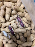 新貨正宗黑花生帶殼生吃云南特產小粒曬干新貨富硒黑花生 精選 富硒帶殼黑花生500g 曬單實拍圖