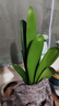 元井四季君子蘭盆栽帶花苞小苗花卉植物室內(nèi)易活綠植水培好養(yǎng)壯苗開花 精品君子蘭7-10片 曬單實拍圖