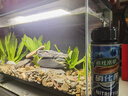 瘋狂水草小mi生態(tài)魚(yú)缸造景套餐全套魚(yú)缸裝飾擺件造景沙石材底砂溪流缸布置 【溪石竹韻景】小mi魚(yú)缸造景 曬單實(shí)拍圖