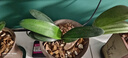 帶盆帶土6年大苗綠植盆栽室內(nèi)精品花卉君子蘭花苗花卉室內(nèi)花卉鮮花花卉室內(nèi)盆景盆栽綠植君子蘭苗素顏 國蘭君子蘭8-10片帶盆帶土 曬單實(shí)拍圖