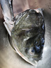 片言片魚 千島湖胖頭魚6-35斤 活魚現(xiàn)殺 正宗千島湖生態(tài)鳙魚 大頭魚花鰱鳙 凈膛后4kg【10斤現(xiàn)殺】 曬單實拍圖