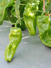 蔬菜專(zhuān)用肥有機(jī)肥瓜果綠植黃瓜西紅柿辣椒顆粒復(fù)合肥蔬菜農(nóng)用種菜 1盒500g有機(jī)肥 曬單實(shí)拍圖