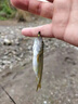 達瓦逐鹿微物路亞竿馬口白條碳素超軟溪流竿全套釣魚(yú)裝備UL L調翹嘴套裝 1.68米 UL槍柄左手搖水滴輪套裝 曬單實(shí)拍圖