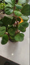 京悠雨小盼菩提樹(shù)盆栽帶果綠植室內金葉禪意盆景辦公室花卉植物桌面擺件 【主圖】小盼菩提+蓮花盆+復古托盤(pán) 帶盆栽好 曬單實(shí)拍圖