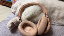 JBL LIVE 770NC 自適應(yīng)主動降噪藍(lán)牙耳機 立體聲通話頭戴式無線耳機 蘋果安卓手機通 升級三維音效 智能啟停 玫瑰金 曬單實拍圖