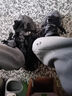貞喜氣黑武士老爹鞋男夏季新款厚底增高鞋復(fù)古做舊國潮百搭休閑小黑鞋 黑灰【42碼】增高約5厘米 曬單實(shí)拍圖