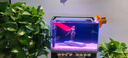 云舵魚(yú)缸造景石原生溪流石主石大塊巖片石頭底砂天然原石專(zhuān)用魚(yú)缸躲避 長(cháng)條片石 25-30厘米 厚度2-3厘米(支持備注 曬單實(shí)拍圖