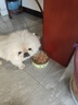 菲旺博美專用狗罐頭零食狗狗幼犬茶杯犬小型犬拌飯拌狗糧營養(yǎng) 12罐博美專用罐頭（170g/罐） 曬單實拍圖