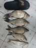 老鬼（OLDGHOST）九一八老鬼野戰(zhàn)篇918本味清香野釣綜合型魚餌鯽魚鯽鯉草鳊 九一八野戰(zhàn)篇300g（1包） 曬單實(shí)拍圖