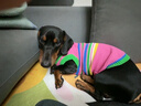 MIKI PAD狗狗衣服春秋條紋針織背心貓咪衣服小型犬夏天透氣比熊泰迪雪納瑞 彩虹條紋毛衣 M 胸圍38cm(參考體重7-10斤) 曬單實拍圖