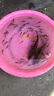 土鯪魚(yú)小魚(yú)苗活體飼料魚(yú)麥穗魚(yú)活魚(yú)喂鱖魚(yú)烏龜喂金龍桂花鱸魚(yú)龜糧 飼料魚(yú)魚(yú)苗2-4厘米 50條 +10%防損 曬單實(shí)拍圖