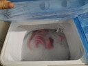 日普（RIPU）雙桶雙缸洗衣機(jī)半自動(dòng)家用 大容量宿舍租房家用小型波輪洗脫分離 19.5公斤雙缸 強(qiáng)力去污【洗13+脫6.5】 曬單實(shí)拍圖