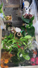 勝畫(huà)銅錢(qián)草魚(yú)缸水草水培植物直接入缸造景蜈蚣草凈化水質(zhì)古法養魚(yú)草 【財源茂盛火山石】50-60缸套餐 曬單實(shí)拍圖