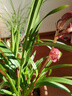 華香園蘭花 細(xì)葉寒蘭 濃幽香型 冬帶花苞 室內(nèi)外盆栽花卉耐陰綠植 細(xì)葉寒蘭2苗裸根發(fā)貨帶花苞 曬單實(shí)拍圖