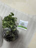 進(jìn)口根芹秧子根芹苗秧皇后西芹苗種苗春天四季盆栽高產(chǎn)芹菜苗抗病 【綠草茸茸】根芹20顆收藏送肥 曬單實拍圖