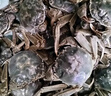 【活蟹】千品淳 盤錦河蟹現(xiàn)貨 稻田蟹 鮮活大閘蟹 禮盒裝 稻田六月黃2斤1.8-2.1兩10-12只 曬單實拍圖