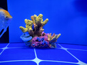 異景園 仿真珊瑚礁石魚缸造景假山貝殼假珊瑚魚缸裝飾水族箱海水缸擺件 KB02珊瑚群 曬單實拍圖