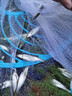 狄麗莫撒網(wǎng)手拋網(wǎng)漁網(wǎng)魚(yú)網(wǎng)飛盤(pán)網(wǎng)撒魚(yú)網(wǎng)大飛盤(pán)式捕魚(yú)網(wǎng)旋網(wǎng)拉網(wǎng)打魚(yú)網(wǎng)鏈條款】單絲線(xiàn)飛盤(pán)網(wǎng)-直徑4.2米 曬單實(shí)拍圖